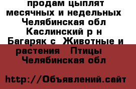 продам цыплят месячных и недельных - Челябинская обл., Каслинский р-н, Багаряк с. Животные и растения » Птицы   . Челябинская обл.